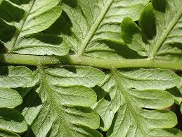 Image result for Amauropelta bergiana