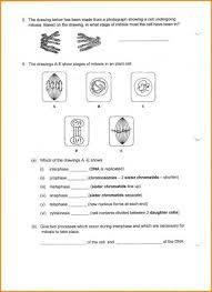 Mitosis Worksheet And Diagram Identification Answer Key Mitosis Worksheets Answer Keys
