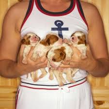 This puppy will not stop crying. How To Tell If Newborn Puppies Are Getting Milk