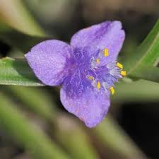 Image result for Cyanotis foecunda