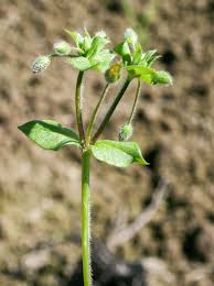 Image result for Stellaria mannii