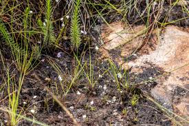 Image result for Crabbea nana