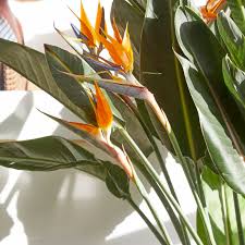 Orange Bird Of Paradise Houseplant Bird Of Paradise Google Search Indoor Flowering Plants Birds Of Paradise Plant Plants