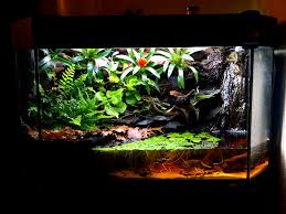 Your Favourite Vivarium Paludarium Or Other Reptile Forums Vivarium Frog Terrarium Dart Frog Vivarium
