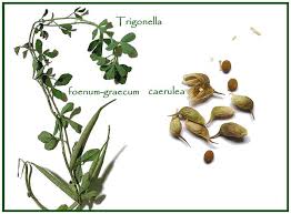 Image result for Cyperus trigonellus