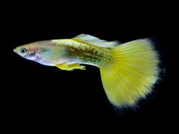 50 Different Types Of Guppies With Pictures