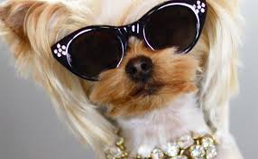 15 Signs Your Precious Dog Is Actually A Major Regina George Dogs Dog Signs Mean Girls