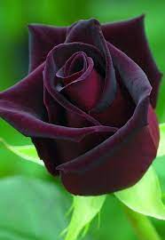 Shop for drew barrymore flower home decor in drew barrymore flower home. Roses Collection Black Flowers Beautiful Roses Beautiful Flowers