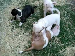 Cheap bully puppies, bully puppy for adoption, american bully for sale, bully puppies, american bully puppy in europe, american bully puppy rhode island, south carolina, south dakota, tennessee, texas, utah, vermont, virgin islands, virginia, washington, west virginia, wisconsin. Pitbull Pups For Sale Texas Pride Grand Champion Bloodline Youtube