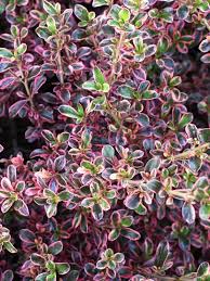 Best used as accents, low hedge or in pots. 3 X Coprosma Tequila Sunrise Evergreen Colourful Garden Shrub 9cm Pot Hedges Shrubs Garden Outdoors Rematiptop Com Br