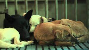 電影 十二夜 twelve nights 完整版 twelfth night dogs animals