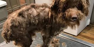 Maybe you would like to learn more about one of these? Nearly 700 Dogs Voluntarily Surrendered Valdosta Today