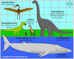 dinosaur sizes enchanted learning software