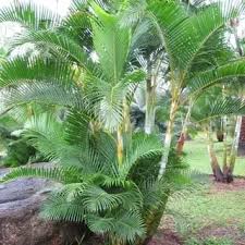 Image result for Dypsis lutescens