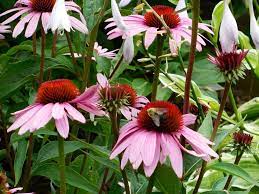 Echinacea Is Such A Great Plant When Planted With Purple Oxalis Shamrocks Echinacea Purpurea Echinacea Plants