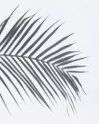 Download Premium Psd Of Shadow Of Palm Leaves On A White Wall 556145 Shadow Photography Shadow Palm Leaves