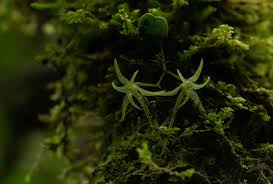 Image result for Mystacidium tanganyikense