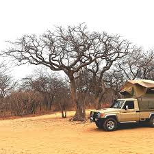 Image result for Schinziophyton