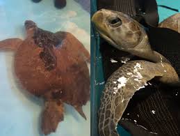 Using turtle library in python we can design anything like shown in this video. Tucker And Comber Sea Turtle Faq Seattle Aquarium