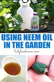 I truly believe that with correct garden care you can prevent most of the problems that can come up in the. How To Use Neem Oil On Plants Lady Lee S Home
