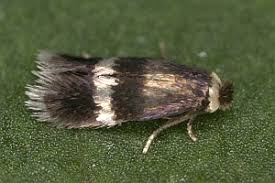 Image result for Stigmella prunetorum