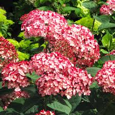 Maybe you would like to learn more about one of these? Waldhortensie Ruby Annabelle Im Ca 19 Cm Topf Online Kaufen Bei Gartner Potschke