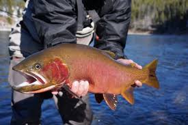 Cutthroat trout, arctic grayling, mountain whitefish. Diy Flyfishing In Yellowstone Eco Tour Adventures