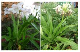 Image result for Crinum subcernuum