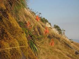 Image result for Aloe inyangensis