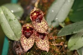 Image result for Bulbophyllum prorepens