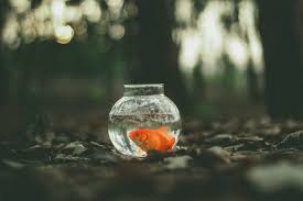 Do Fish Get Bored In A Tank?