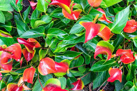 Maybe you would like to learn more about one of these? The Red Heart Shaped Flowers Of Anthuriums Is Really A Spathe Stock Photo Picture And Royalty Free Image Image 122689515