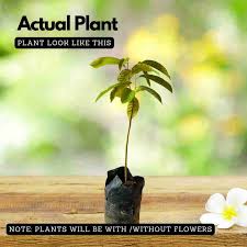 Hug A Plant Rollinia Plant Price in India