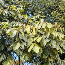 Image result for Centrolobium robustum