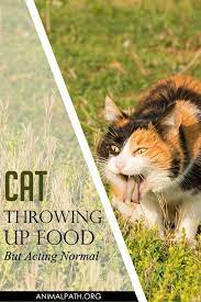 Cat Throwing Up Food But Acting Normal Cat Throwing Up Cats Best Cat Food