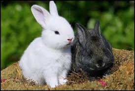 Vanatorul a trage, nu nimereste. 22 Iepuri Ideas Iepuri IepuraÈ™i Animale
