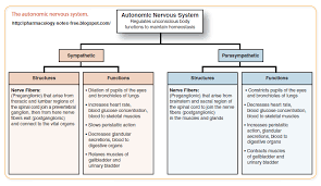 Autonomic Nervous System Autonomic Nervous System Pharmacology Http Www About Autonomic Nervous System Autonomic Nervous System Pharmacology Nervous System