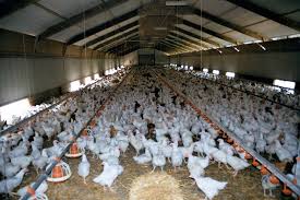Fda To Keep 30 High Risk Antibiotics In Livestock Feed Animal Agriculture Livestock Feed Animal Rights Organizations