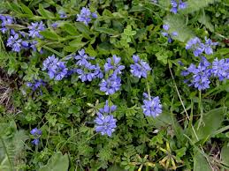 Image result for Polygala marensis