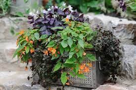 If it does not it may be worthwhile to drill holes in the bottom planters is generic name for any container designed to hold plants. Container Plants For Shade Bbc Gardeners World Magazine