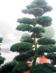 The term also refers to plants which have been shaped in this way. Making A Statement With Topiary