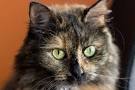 Cat Genes 101: The Tortoiseshell Cat aka Tortie Cat | CertaPet