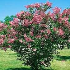 Image result for Syringa prestoniae