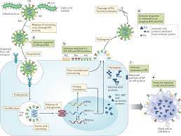 Influenza a symptoms can be confused with signs of other conditions but are usually. The Human Antibody Response To Influenza A Virus Infection And Vaccination Nature Reviews Immunology