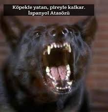 Kopek Ile Ilgili Anlamli Sozler Guzel Sozler Guzel Soz