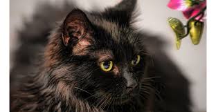 The breed originated in north america. Chantilly Cat A Cautionary Cat Breed Tale