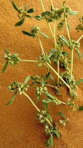 Image result for Gisekiaceae