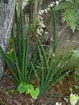 Image result for Sansevieria pearsonii