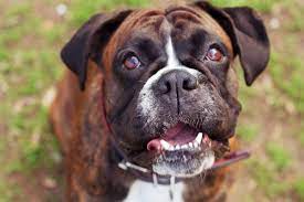 Nc State Veterinary Hospital Small Animal Veterinary Genetics Boxer Arrhythmogenic Right Ventricular Cardiomyopathy Arvc Nc State Veterinary Medicine