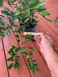 Image result for Eugenia sp. A